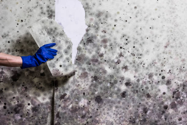 Mold Testing and Removal in Sangaree, SC